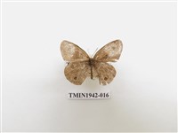 藏品(密紋波眼蝶)的圖片